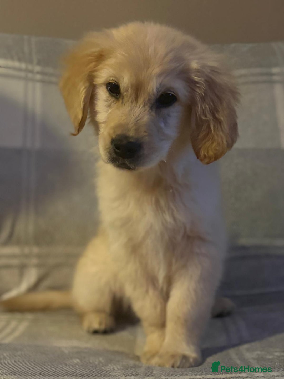 Labrador Retriever dogs for sale: Adorable 8-week-old Golden Retriever puppies  - Image 10