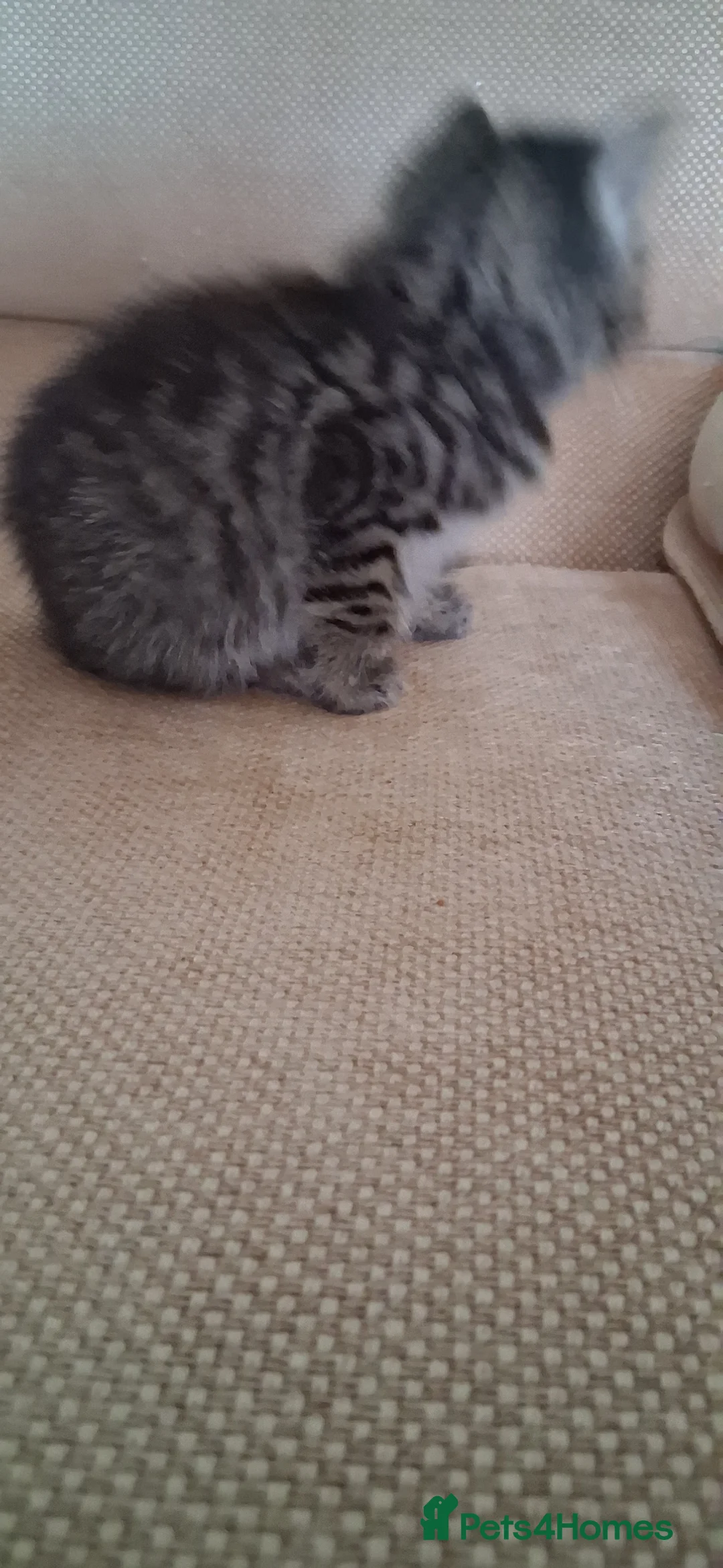 British Shorthair cats for sale: Cheeky kittens  - Advert 16
