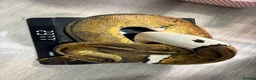 Python Snake reptiles for sale: Ball pythons for sale.  - Advert 6
