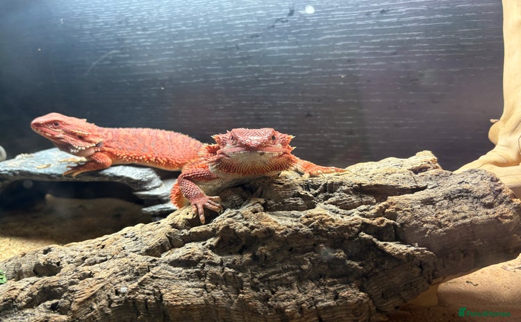 Bearded Dragon reptiles - Advert 1