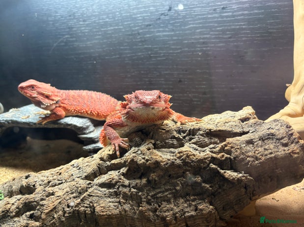 Bearded Dragon reptiles - Advert 1