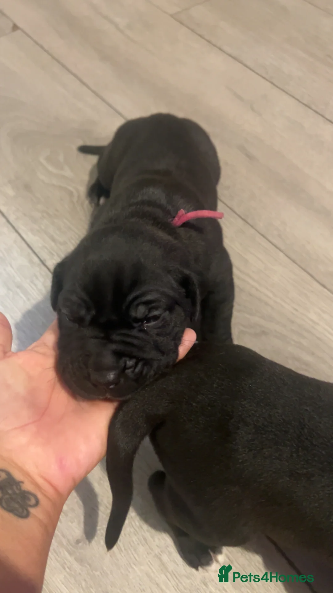 Mixed Breed dogs for sale: Presa canrio/ cane corso   in Wakefield - Advert 6