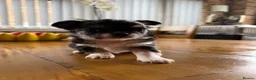 Chihuahua dogs for sale: Stunning Chihuahua Babies in Chatham - Advert 16
