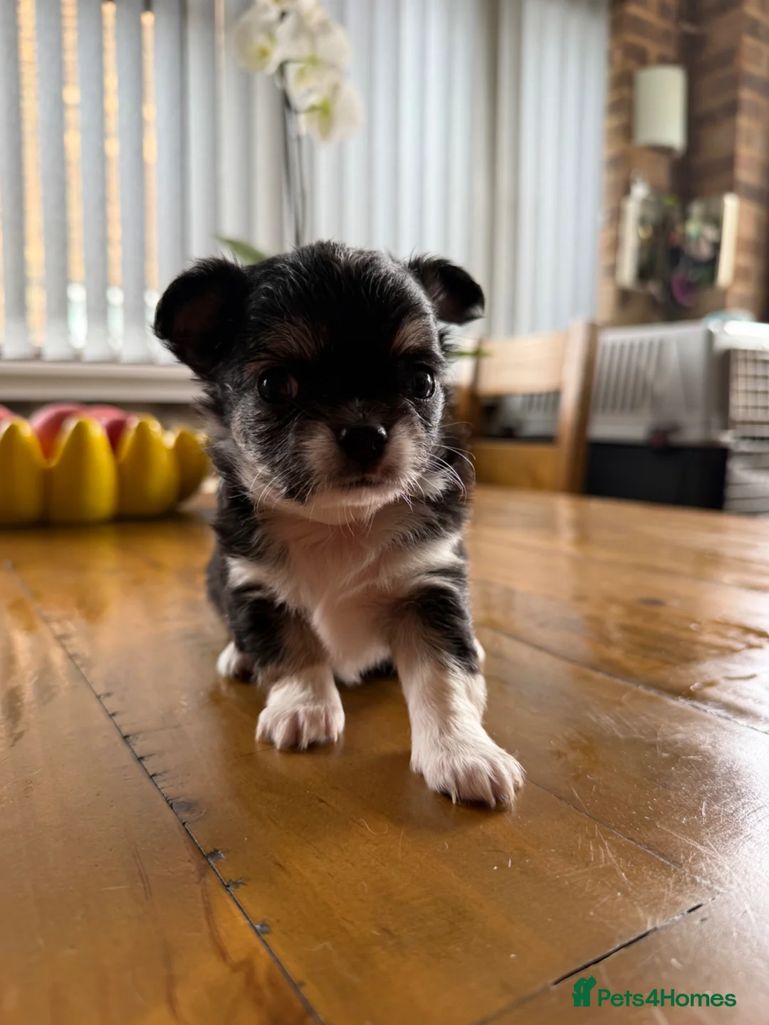 Chihuahua dogs for sale: Stunning Chihuahua Babies in Chatham - Advert 16