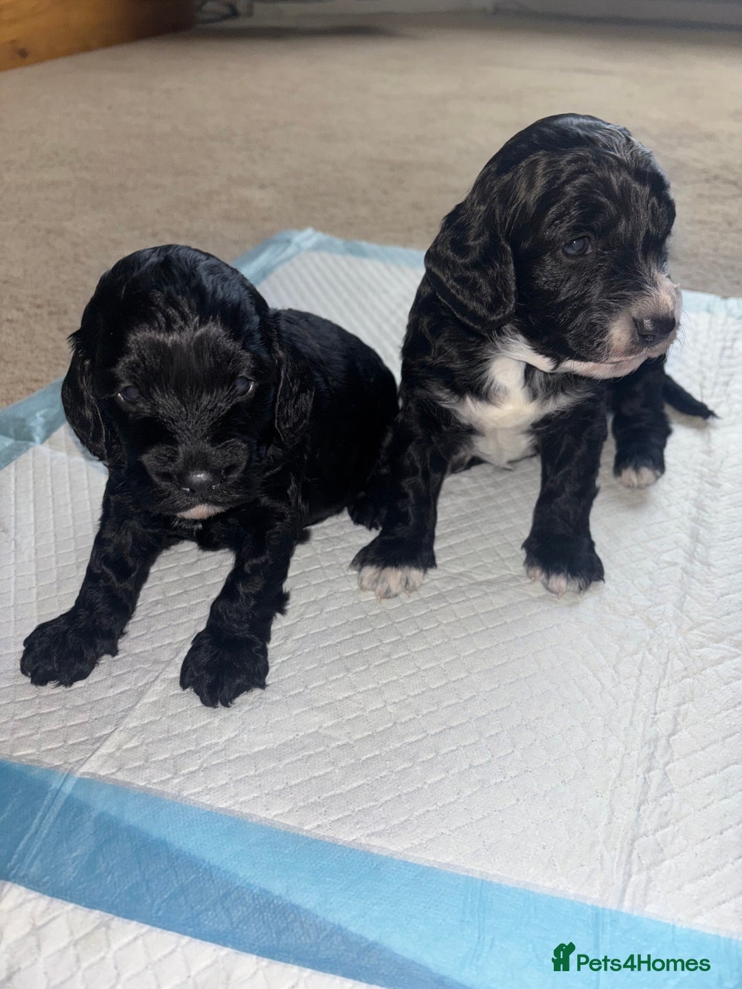 Cockapoo dogs for sale: Cockapoo Puppies - Advert 2