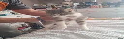 Bengal cats for sale: 3 bengel cross kittens in Shipley - Advert 13