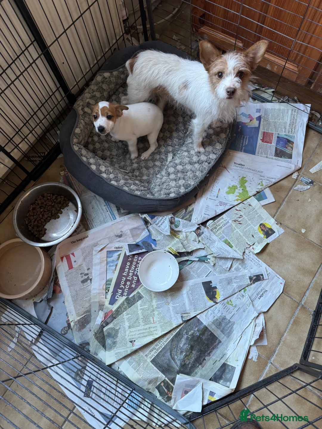 Jack Russell dogs for sale: Short legged Jack Russell Dog Pup - Advert 1
