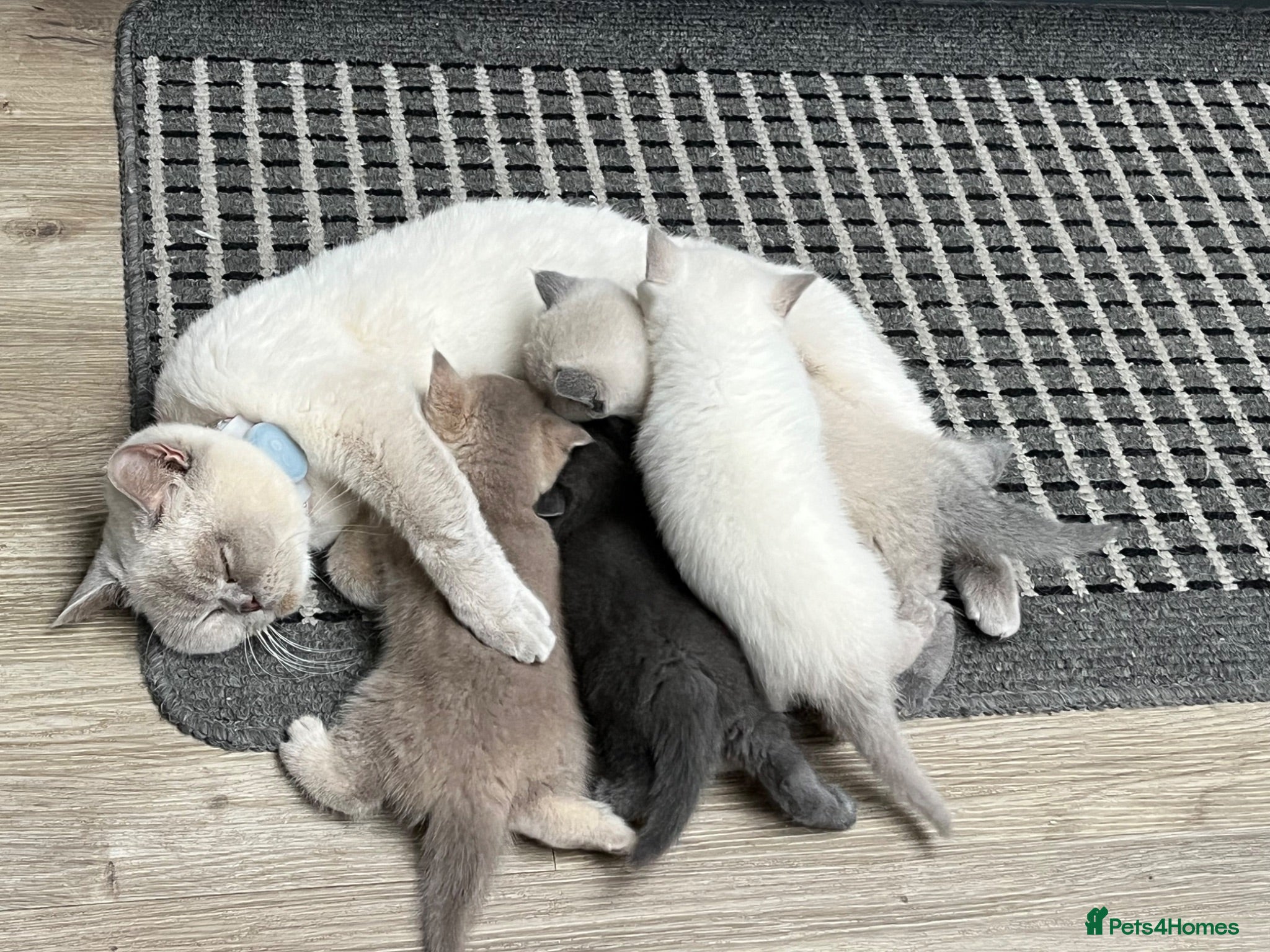 British Shorthair cats 4 Gorgeous Kittens looking for a new home  - Advert 1