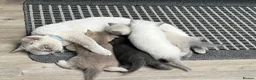 British Shorthair cats for sale: 4 Gorgeous BSH Kittens are ready - Advert 1