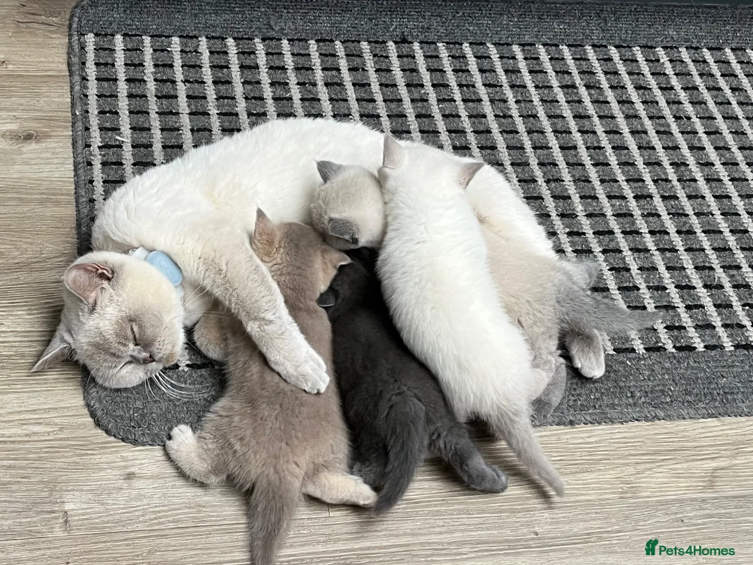 British Shorthair cats for sale: 4 Gorgeous BSH Kittens are ready - Advert 1
