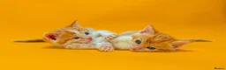 Mixed Breed cats for sale: Orange / ginger male kittens  in Stonehouse - Advert 2
