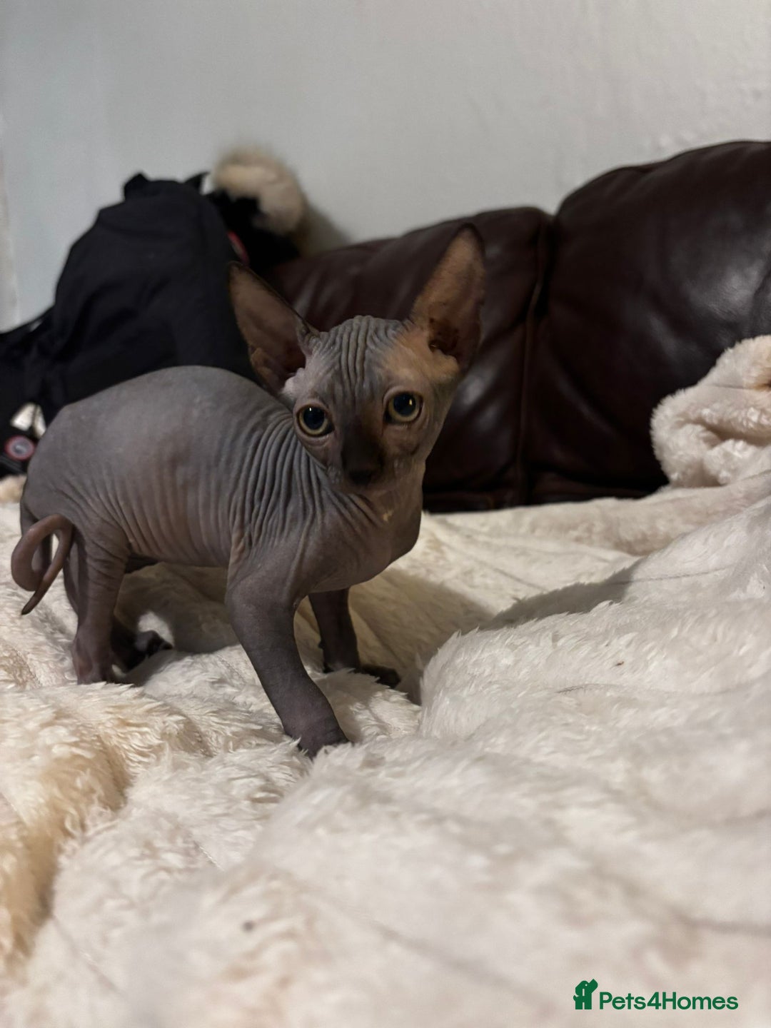 Sphynx cats for sale: Beautiful black female sphynx for sale  - Image 3