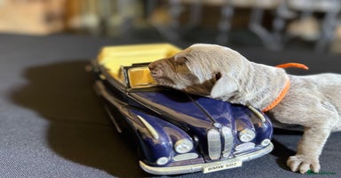 Weimaraner dogs - Advert 15
