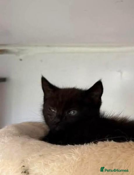 Mixed Breed cats Kitten BSH x Main Coon - Advert 2