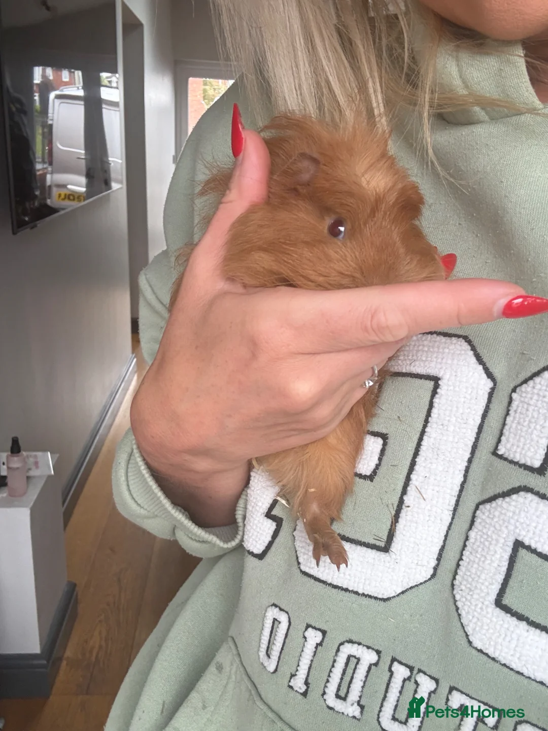 Guinea Pig rodents for sale: Male Guinea pigs x2 - Advert 1