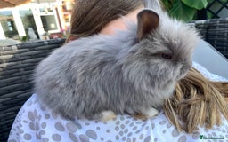 Lionhead rabbits for sale: 7 Beautiful double mane Lionhead Bunnies  - Image 11