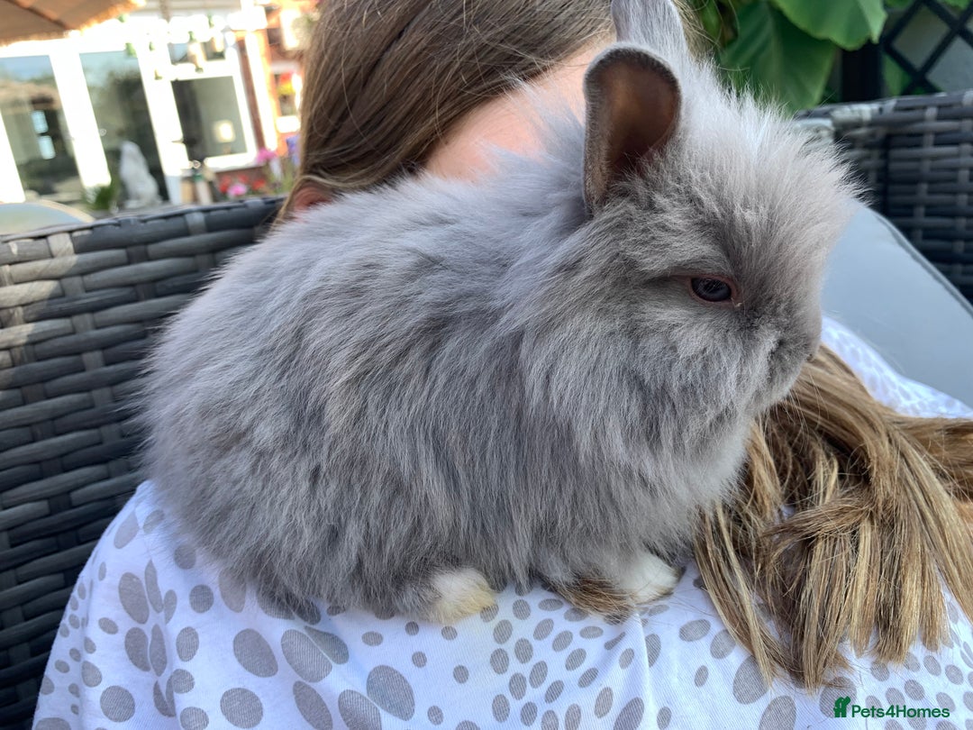 Lionhead rabbits for sale: 7 Beautiful double mane Lionhead Bunnies  - Image 11