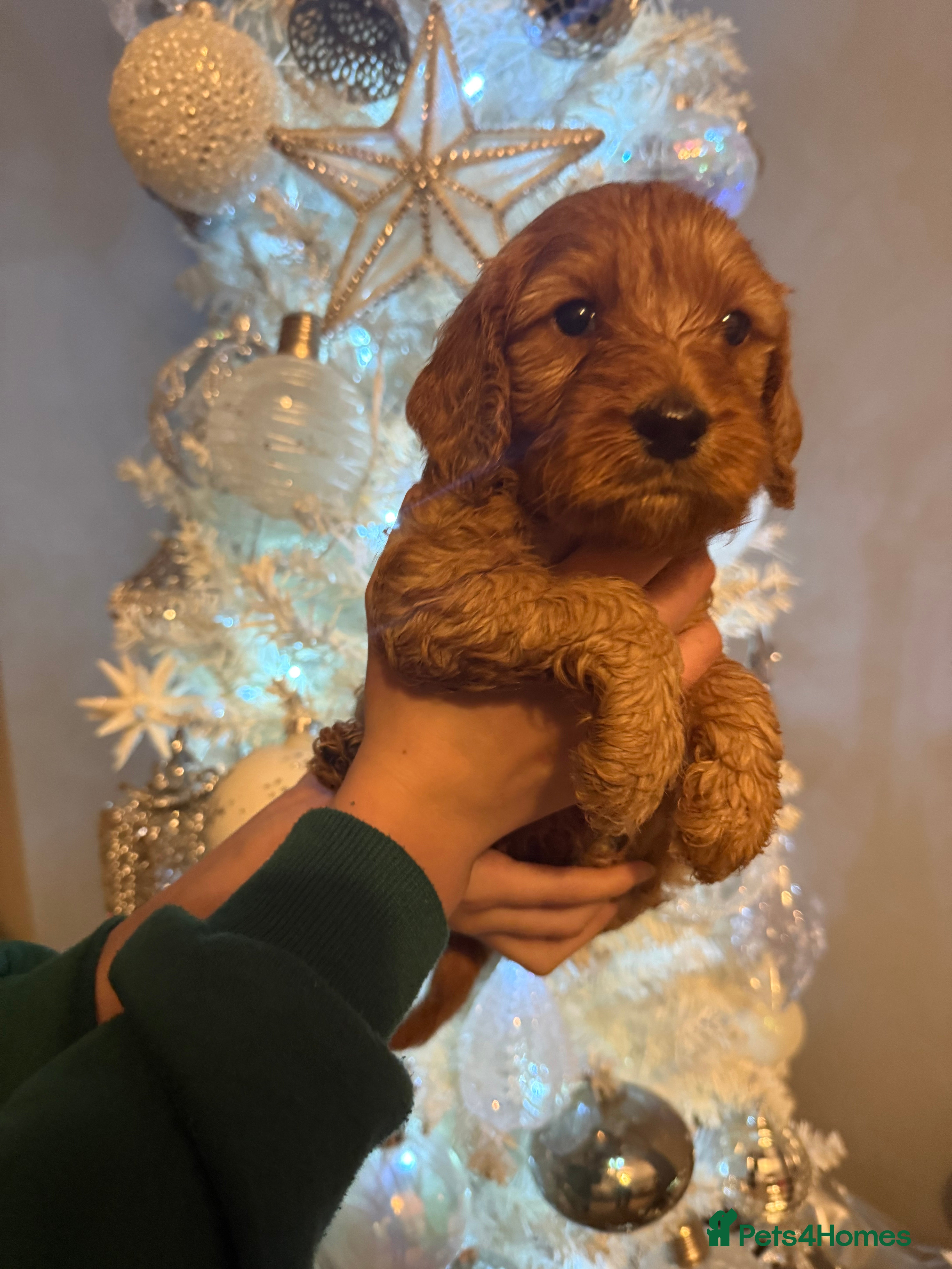 Cockapoo dogs Beautiful Cockapoo puppies - Advert 6