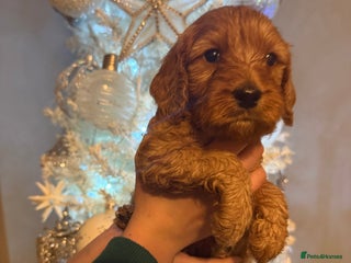 Cockapoo dogs Beautiful Cockapoo puppies - Advert 2