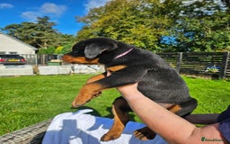 Rottweiler dogs for sale: Gorgeous KC Registered Rottweiler Puppies  - Image 4