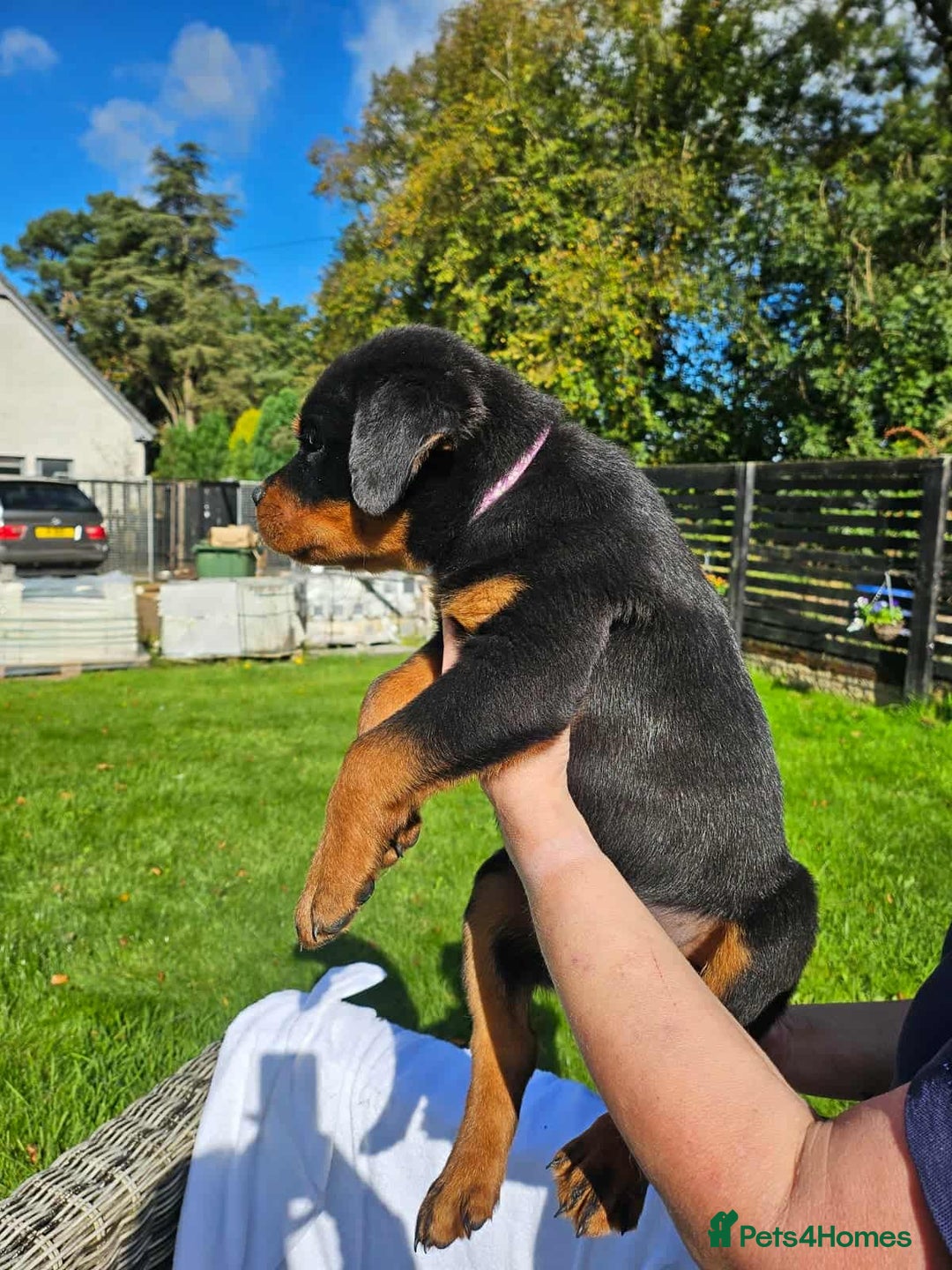 Rottweiler dogs for sale: Gorgeous KC Registered Rottweiler Puppies  - Image 4