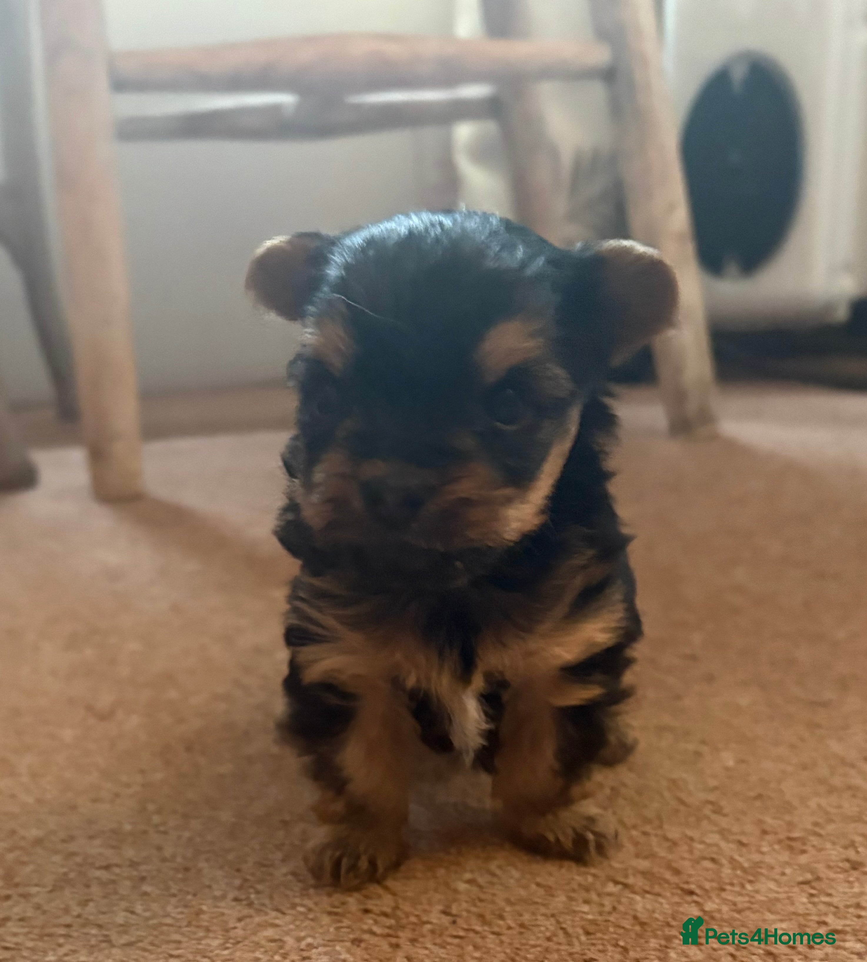 Yorkshire Terrier dogs Miniature Yorkshire terrier puppies for sale - Advert 14