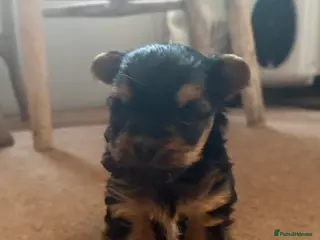Yorkshire Terrier dogs Miniature Yorkshire terrier puppies for sale - Advert 4