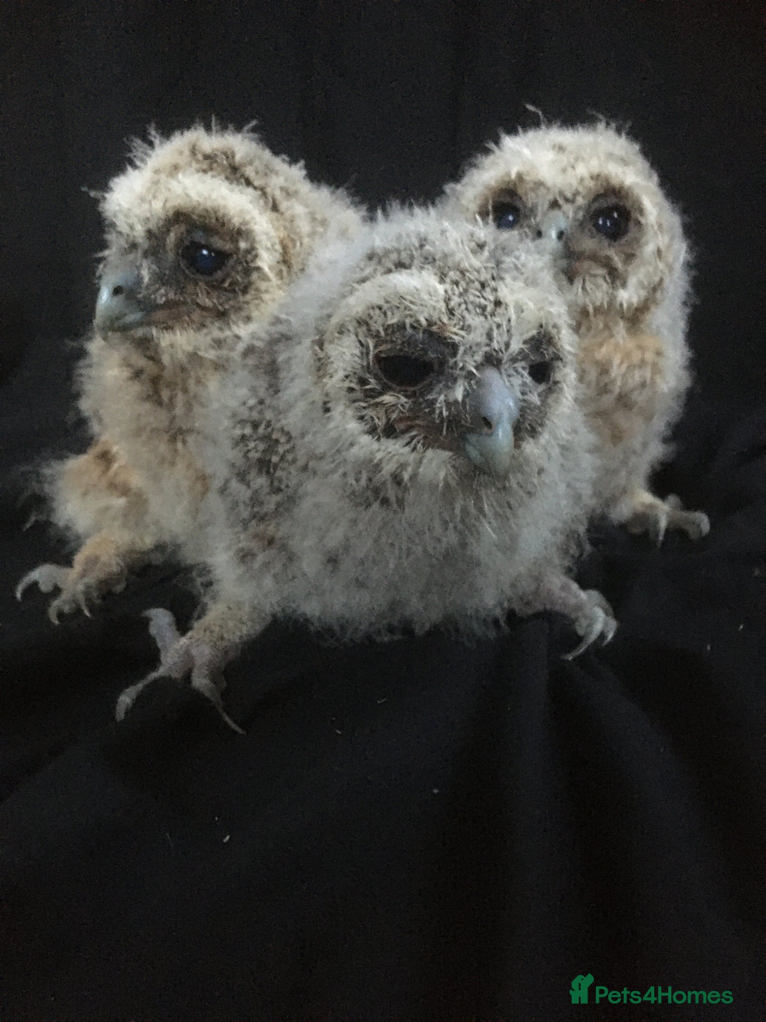 Mixed Breed birds Tawny owls  - Advert 2