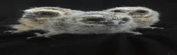 Mixed Breed birds for sale: Tawny owls  in Maldon - Advert 1