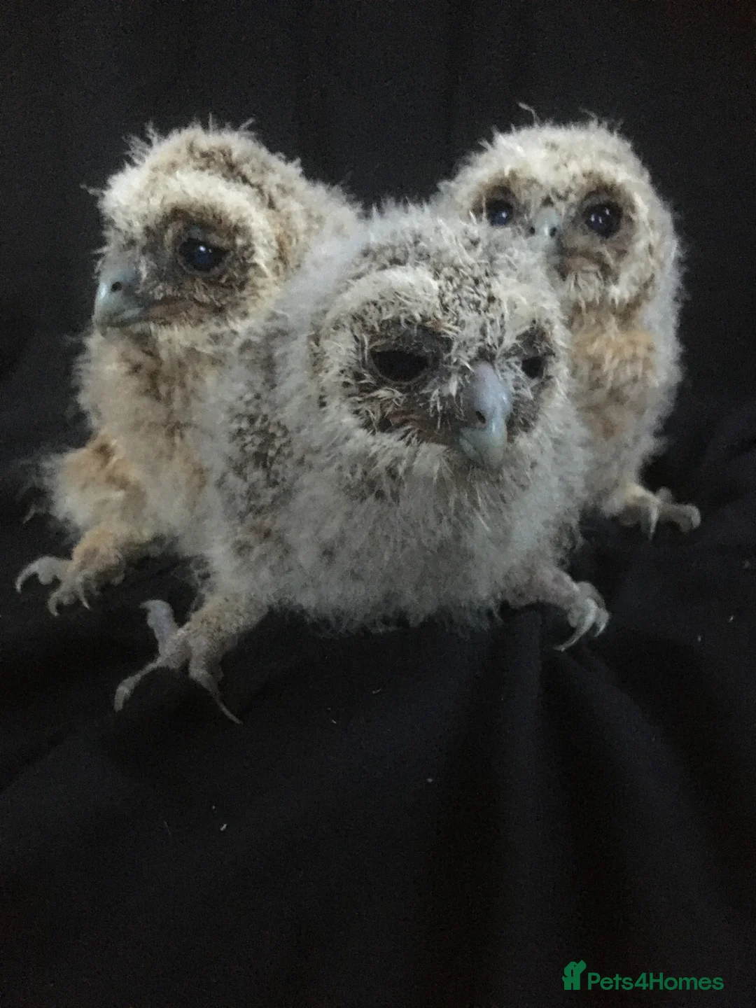 Mixed Breed birds for sale: Tawny owls  in Maldon - Advert 1