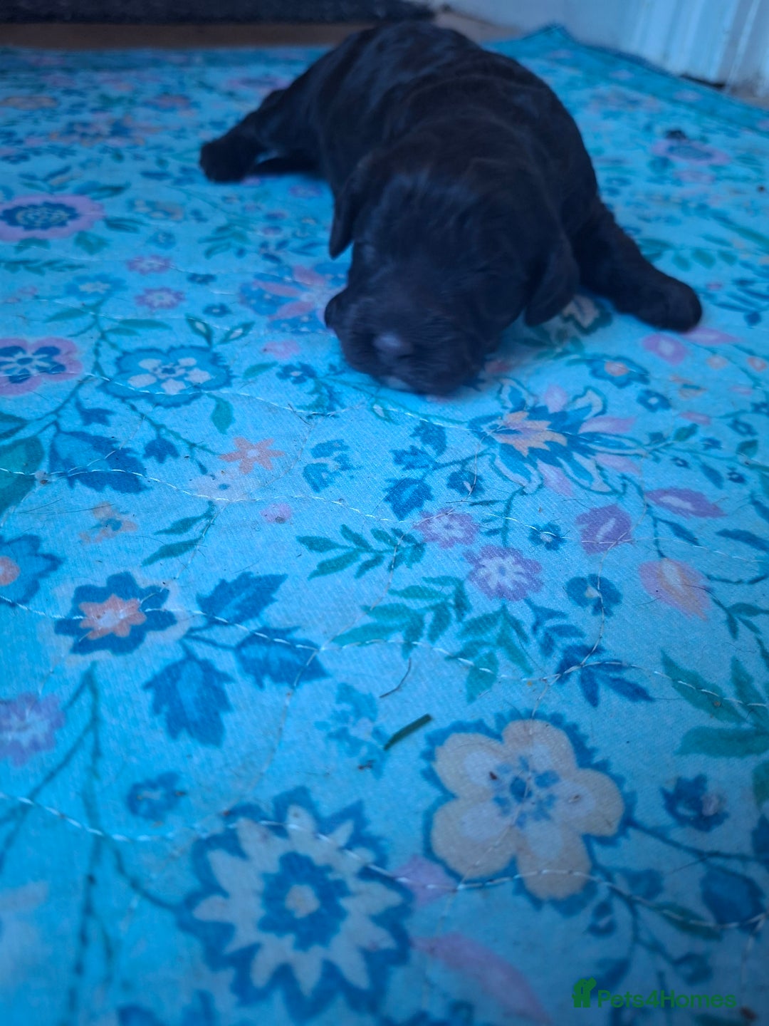 Cockapoo dogs for sale: Cockerpoos looking for forever homes - Advert 8