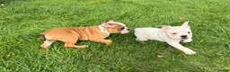 English Bulldog dogs for sale: Standard English Bulldog Puppies  - Advert 13