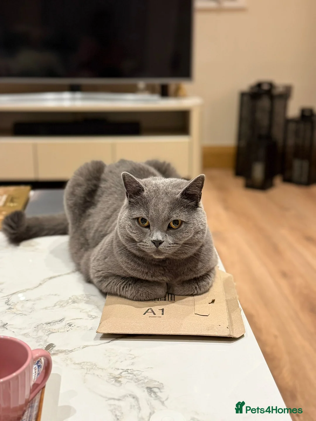 British Shorthair cats for sale: Cinnamon British Longhair& Blue British Shorthair  - Advert 8