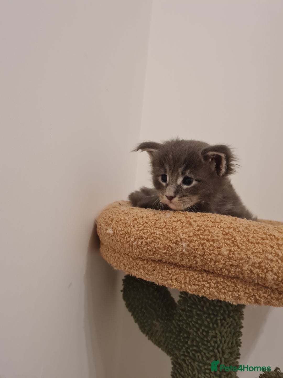 Maine Coon cats for sale: Maine coon kittens  - Advert 7