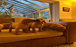 Labrador Retriever dogs for sale: Stunning KC Fox Reds  - Advert 13