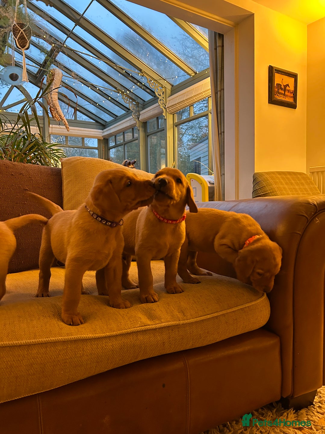 Labrador Retriever dogs for sale: Stunning KC Fox Reds  - Advert 13