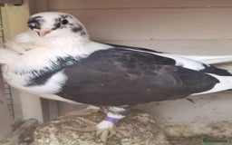 Pigeons birds for sale: Pigeons [Semi Hand-Raised] - Fancy & Racing Breeds - Advert 18
