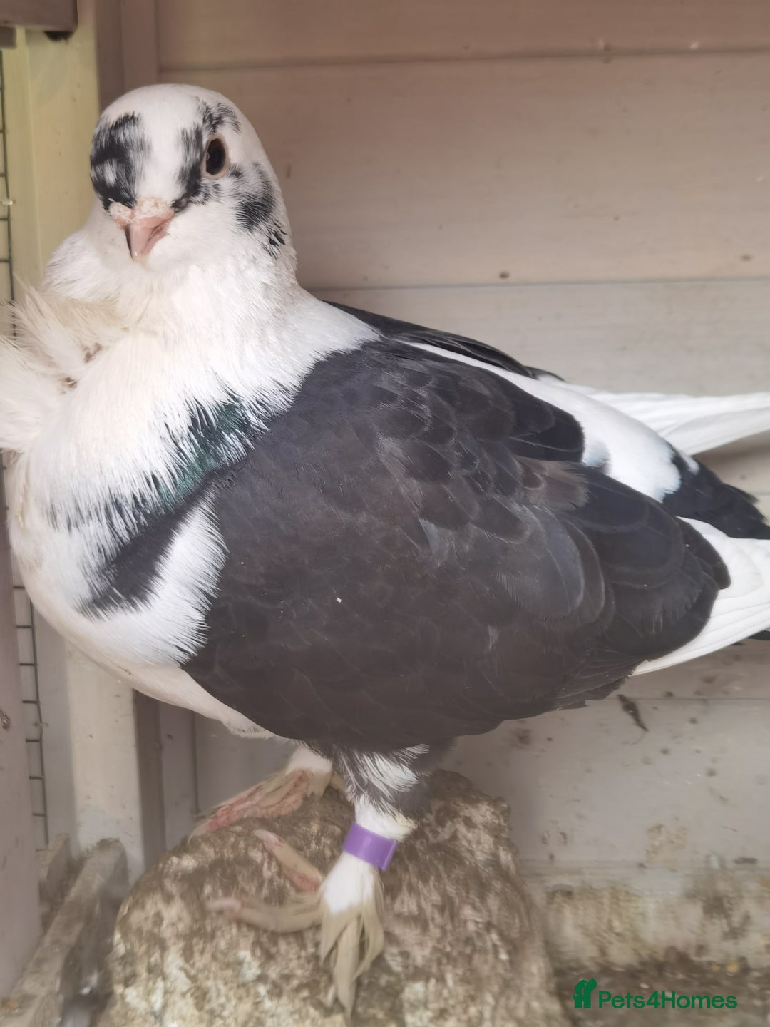 Pigeons birds for sale: Pigeons [Semi Hand-Raised] - Fancy & Racing Breeds - Advert 18
