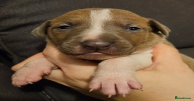 Mixed Breed dogs Italian Greyhound x Bull Greyhound Puppies - Advert 5