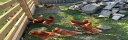 Chickens poultry for sale: Warren Pullets in Bala - Advert 2