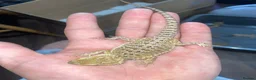Bearded Dragon reptiles for sale: Bearded dragons  - Advert 4