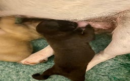 French Bulldog dogs for sale: KC reg pure French Bulldog puppies - Image 1