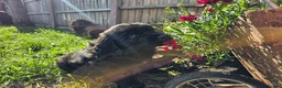 Newfoundland dogs for sale: Beautiful Newfoundland puppies  - Advert 19