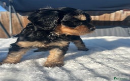 Cavapoo dogs for sale: ⭐️ Black & Tan Female Toy Cavapoo ⭐️ - Image 33