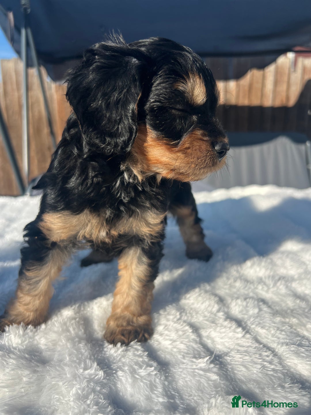 Cavapoo dogs for sale: ⭐️ Black & Tan Female Toy Cavapoo ⭐️ - Image 33