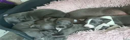 Italian Greyhound dogs for sale: Italian Greyhound Puppies - Advert 15