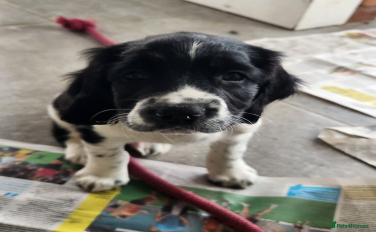 English Springer Spaniel dogs - Advert 8