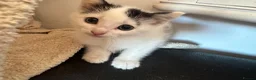 Mixed Breed cats for sale: Beautiful kittens ready to go - Advert 10