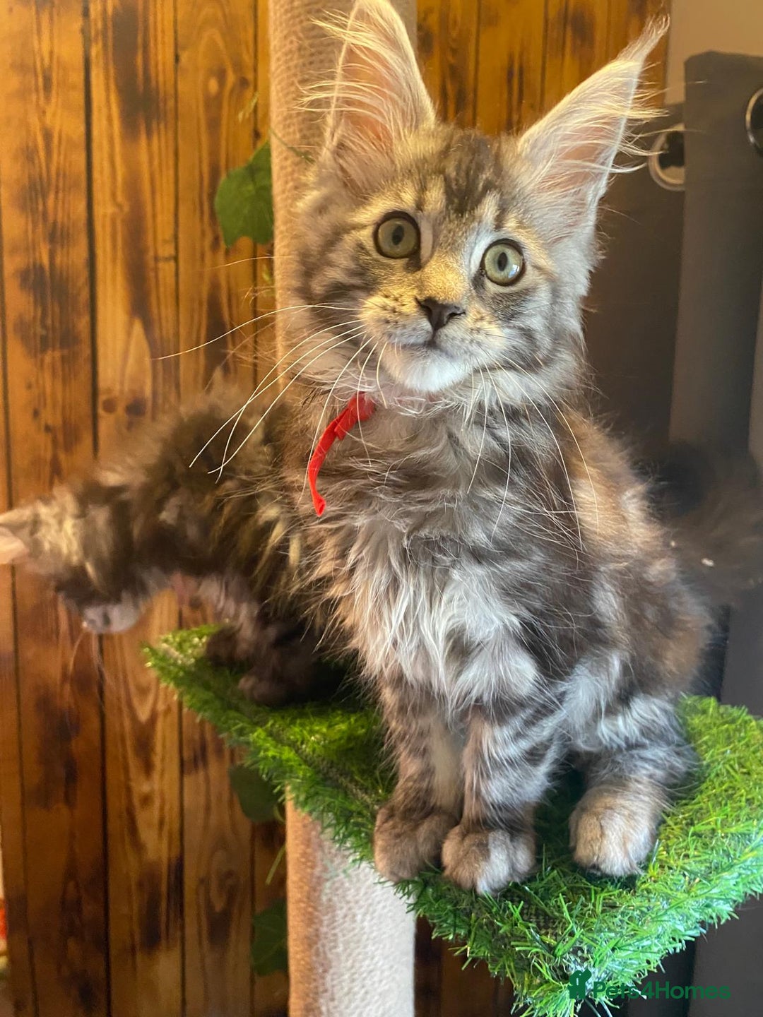 Maine Coon cats for sale: Gccf maine coon babies - Advert 24