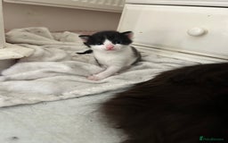 Mixed Breed cats for sale: 3 ragdoll mix kittens  - Image 21